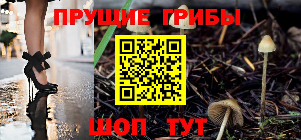 Псилоцибиновые грибы Psilocybe Октябрьский